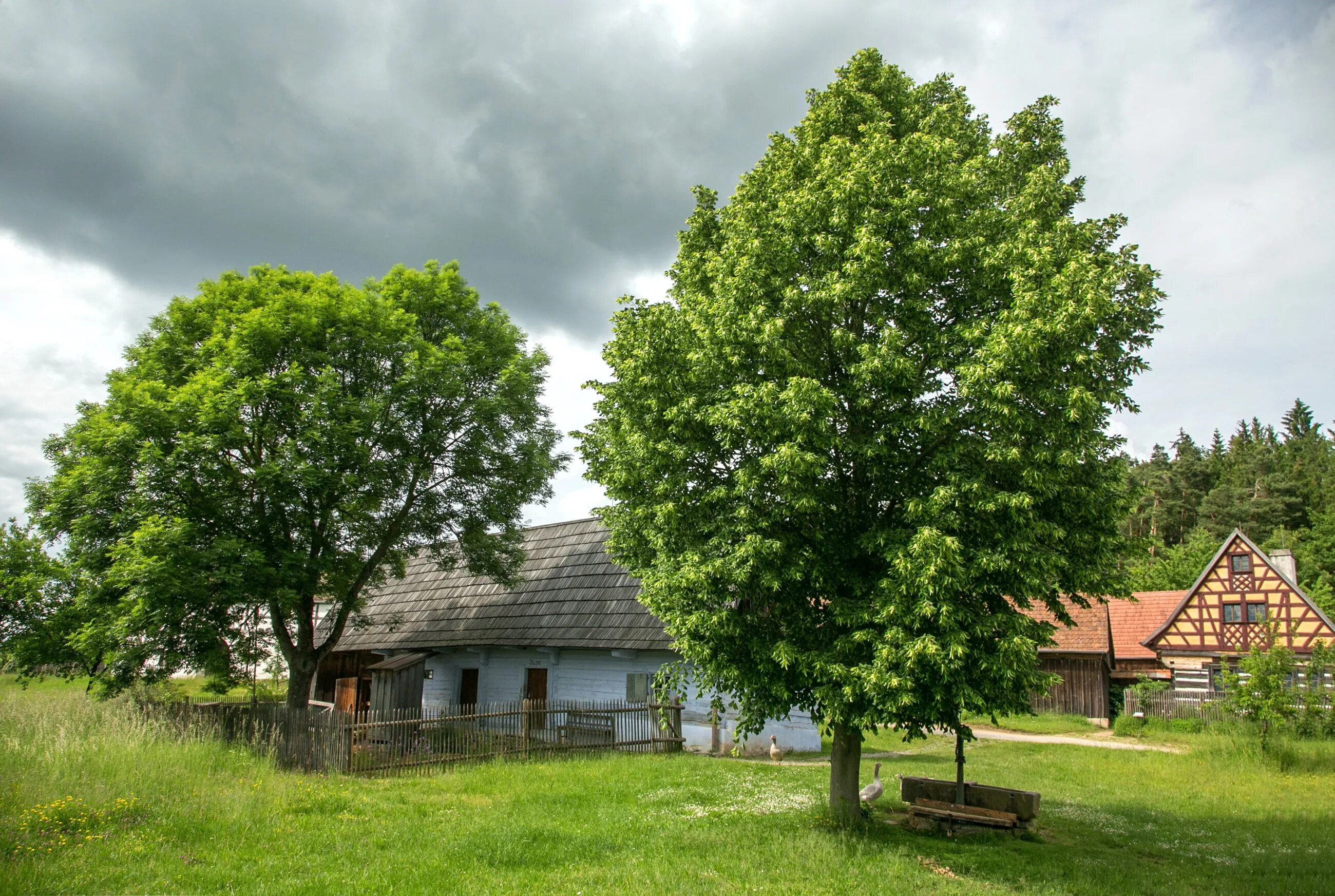 Вид городских деревьев. Деревья в городе. Деревья Германии. Здания город деревья. Дерево в здании.