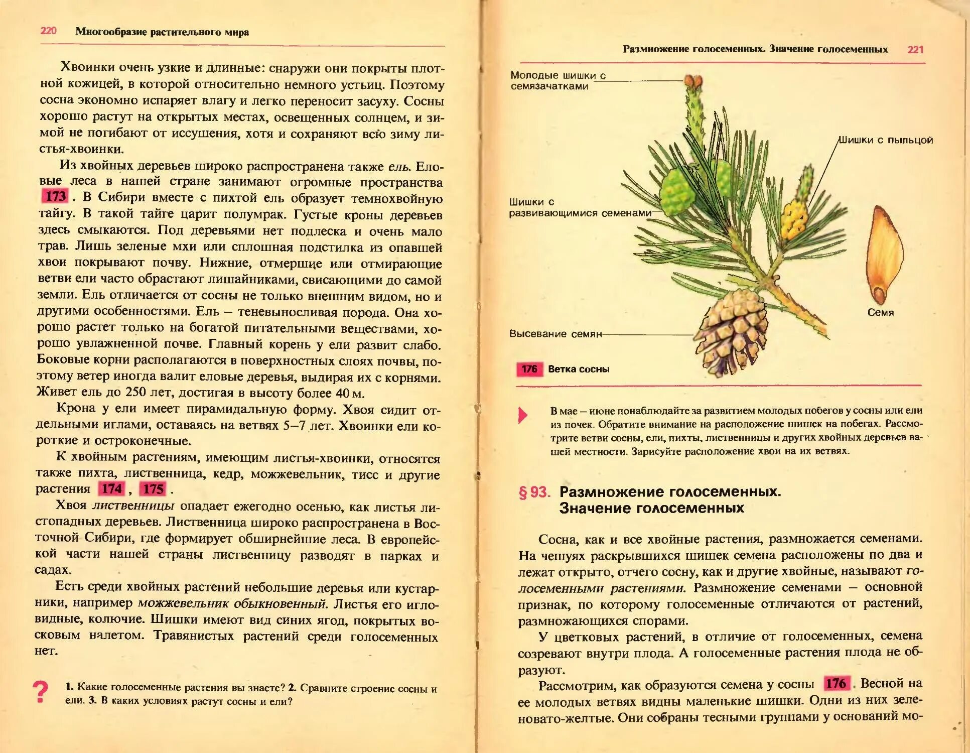 Семена ели созревают. Шишки голосеменных растений. Размножение голосеменных. Кедр созревание шишек. Строение шишки сосны.