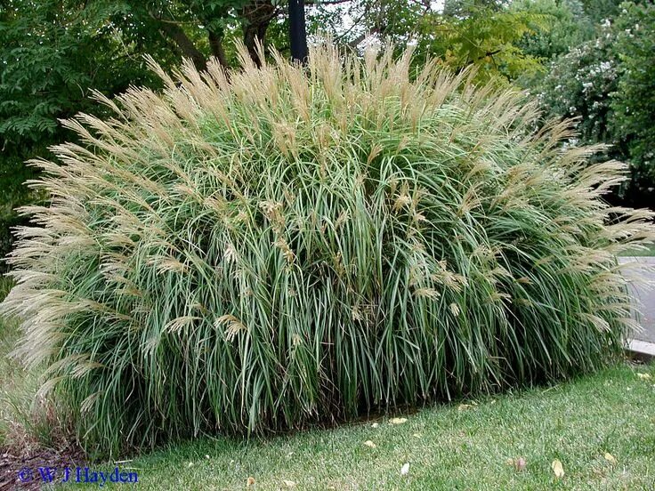 Behold the mighty giant miscanthus! This miscanthus grows in magnificent clumps 
