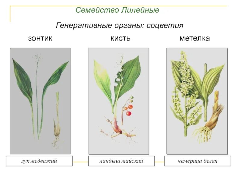 Однодольные Лилейные растения соцветие. Семейство Лилейные генеративные органы. Семейство Лилейные соцветие метелка. Схема соцветия лилейных.