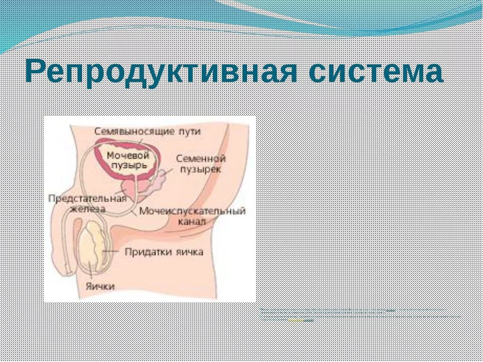 Анатомия: Маточная труба. Строение стенки трубы. Придаток яичника и околояичник