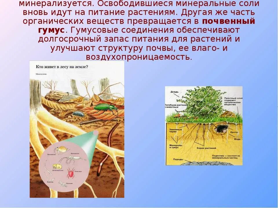 Удобрения их органических веществ. Обеспечивают растения органическими веществами. Обеспечивают растения органическими веществами. Физиология растений презентация. Обеспечивают растения органическими веществами.