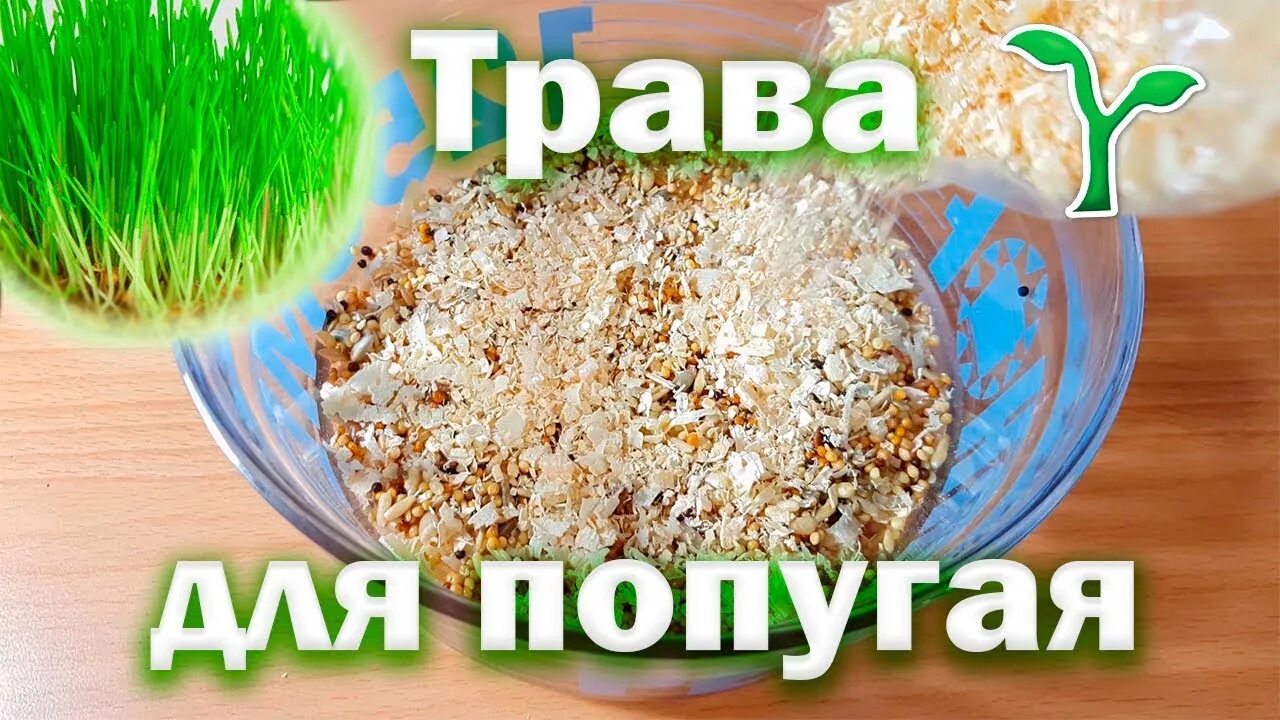 Попугаю можно давать траву. Прорастить траву для попугая. Вырастить траву для попугаев. Трава для попугаев волнистых. Трава для проращивания для попугаев.