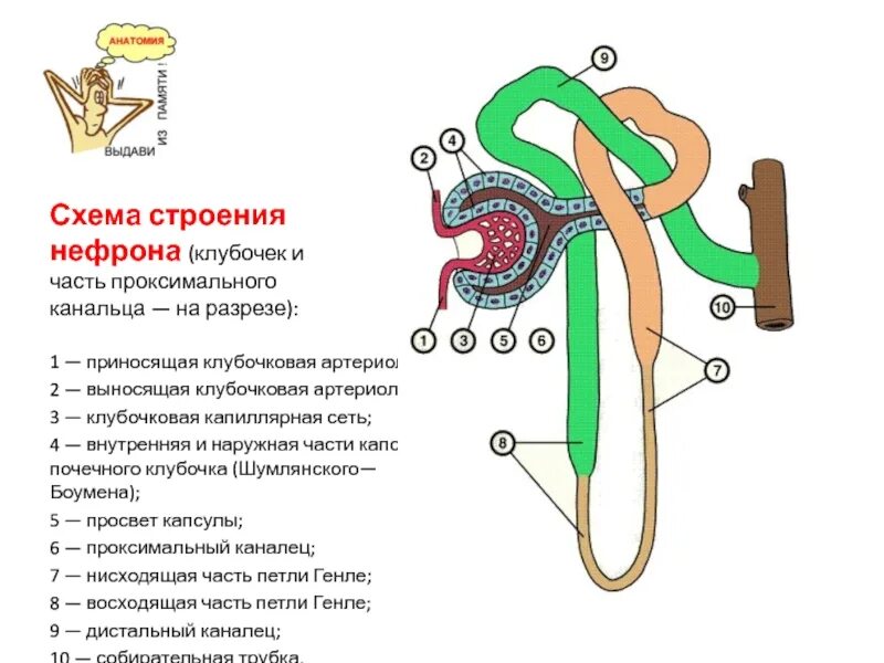 В чем особенность строения капсулы нефрона. Схема строения и кровоснабжения нефрона. Почечная Вена нефрона. Строение и кровоснабжение нефрона. Выносящая артериола нефрона функция.