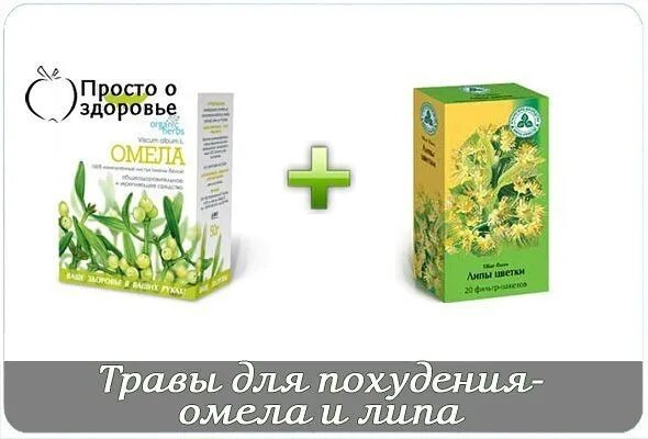 Какую траву чтобы похудеть. Трава для похудения. трава омела для похудения. трава чтобы худеть.