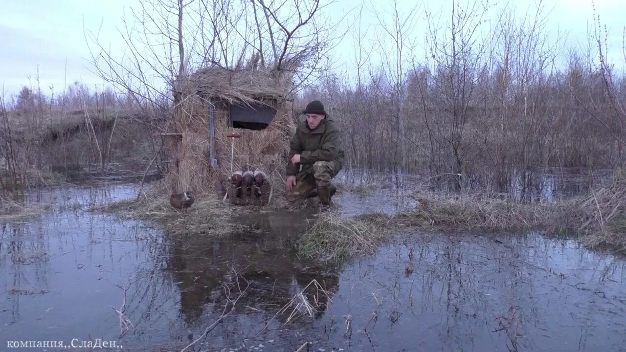 Подсадной уткой весной видео. Весенняя охота на уток с подсадной. Весенняя охота с подсадной уткой на селезня. Охота на селезня весной с подсадной. Охота с подсадной уткой.