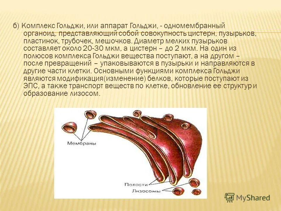 В каких клетках имеется аппарат гольджи