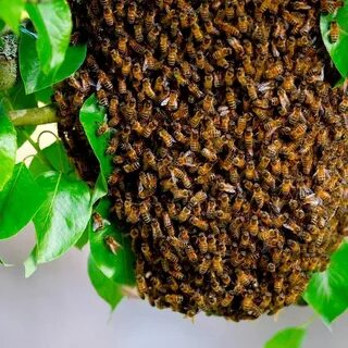 Лакомство пчел