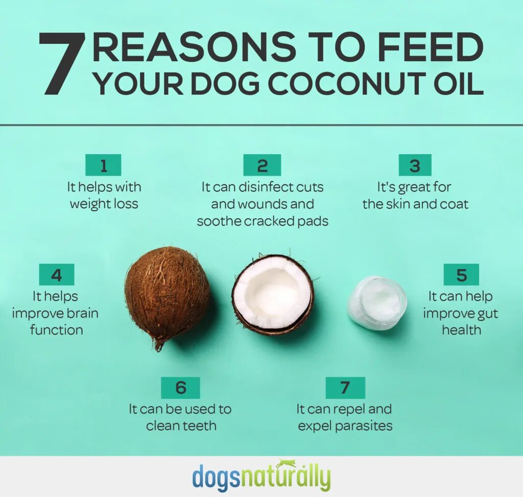 Coconut перевод на русский. Коконат доги. Кокосовая собака. Coconut Oil for Dogs Skin. Собака Кокос.