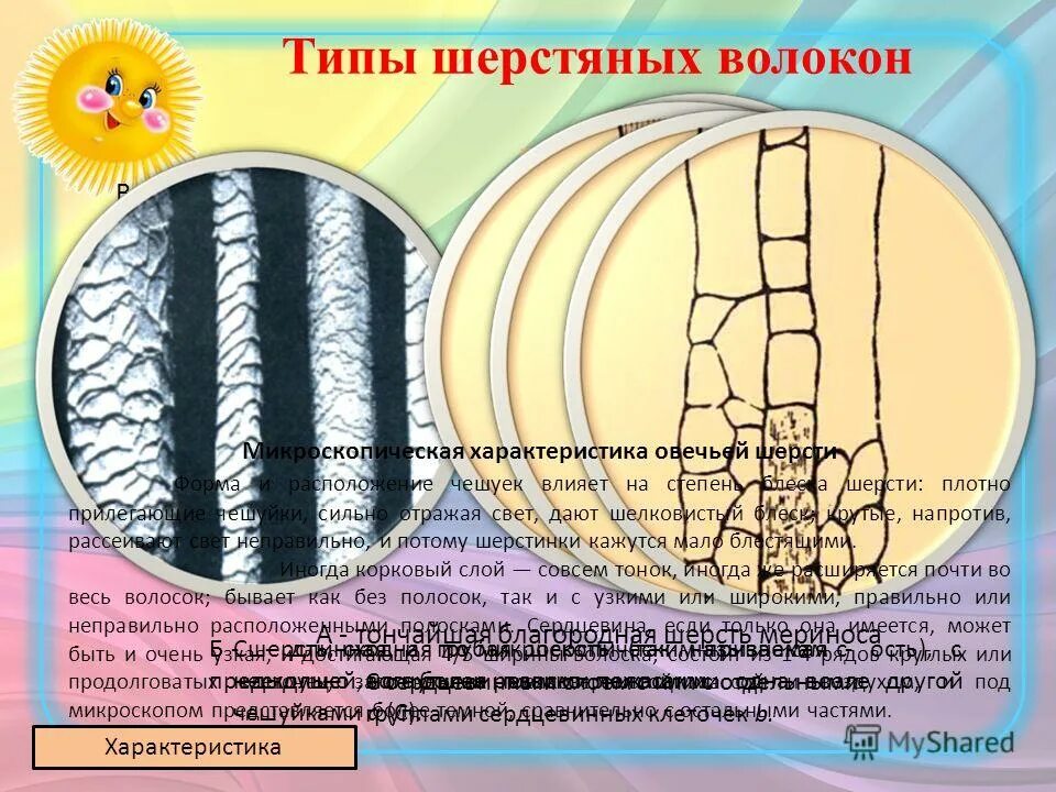 морфологическое строение шерстяного волокна. шерсть характеристика волокна. типы шерстяных волокон у овец.