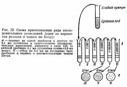 Количественный метод определения бактерий
