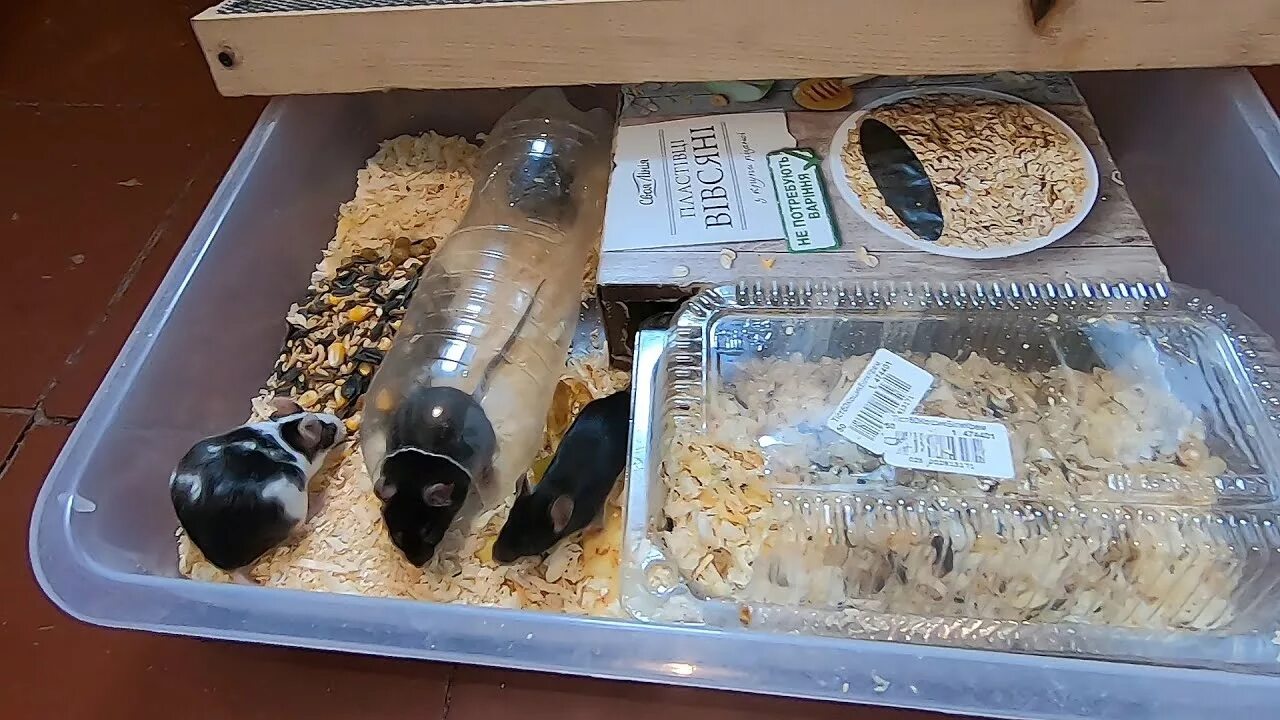Что надо мышам