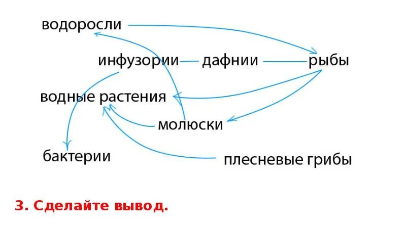 Определите какие организмы живут в аквариуме лабораторная. Пищевая сеть аквариума схема. Пищевая сеть экосистемы аквариума. Пищевые Цепочки в аквариумной экосистеме. Пищевые цепи питания в аквариуме.