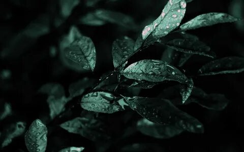 Black plants