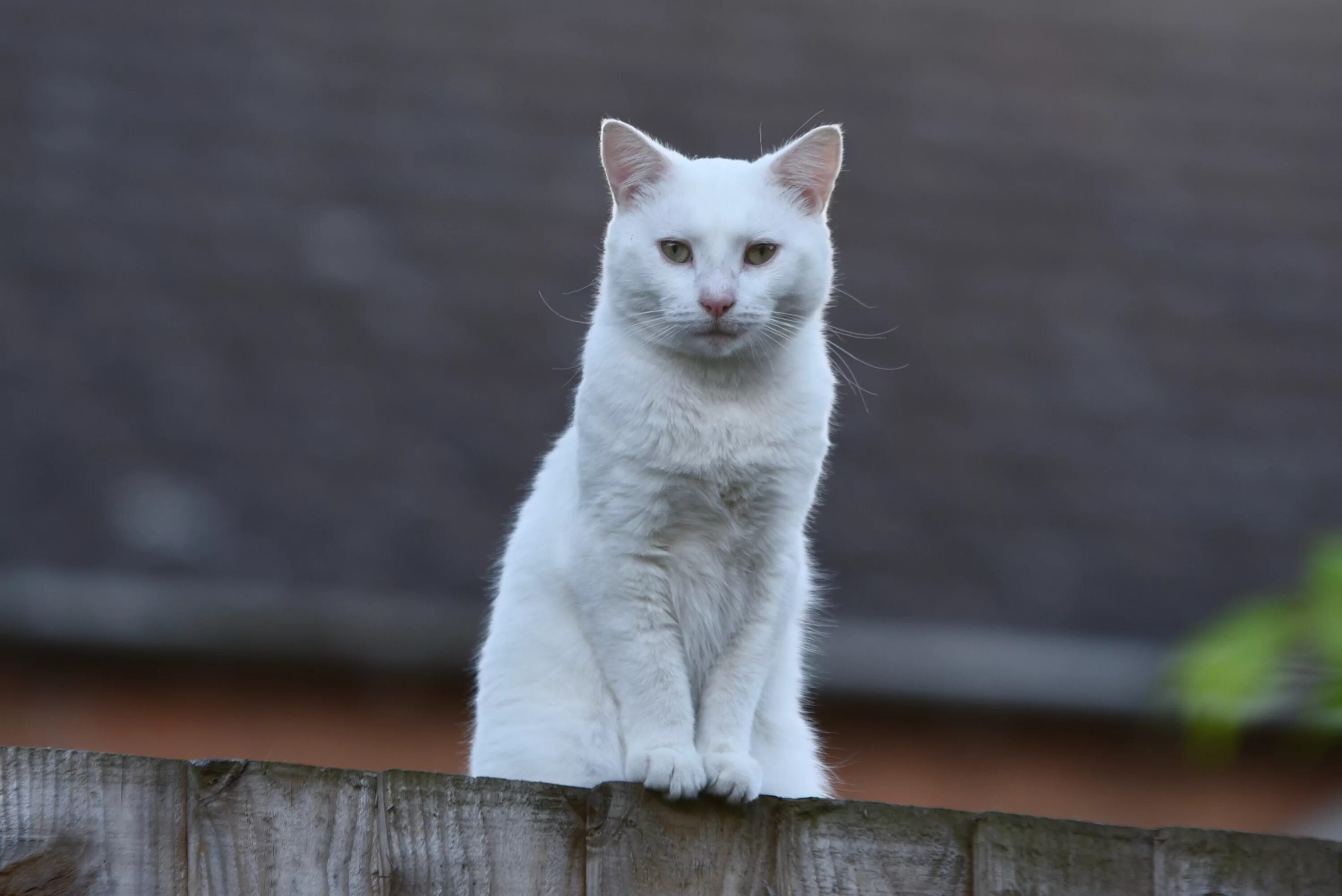 Белый кот мурзик. Кошка белая. Белый кот сидит. Белый котик. Сидячая кошка.