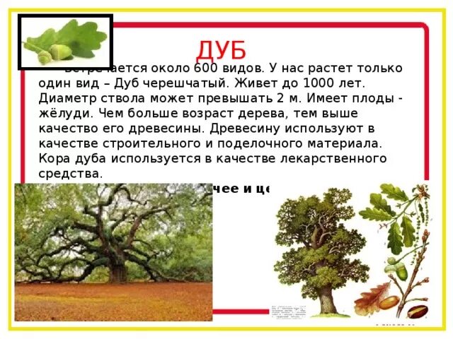 Средний срок жизни дуба составляет около пятьсот. Диаметр ствола дуба. Возраст дуба. Дуб живет. Сколько живет дерево дуб.