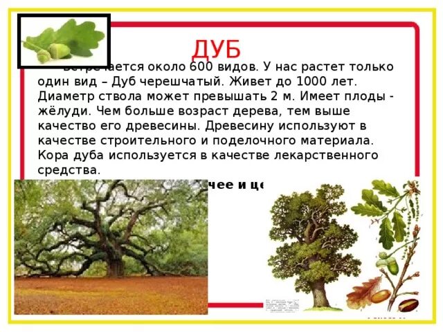 Диаметр ствола дуба. Возраст дуба. Дуб живет. Сколько живет дерево дуб. Средний срок жизни дуба составляет около пятьсот