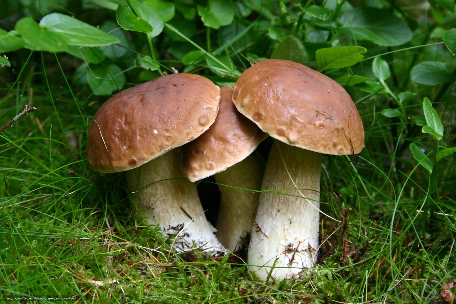Гриб Боровик. Белый гриб. Белые грибы в лесу. Грибной лес.
