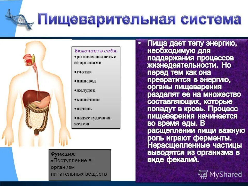 Какие системы органов выполняют защитную функцию. Какие системы органов выполняют защитную функцию