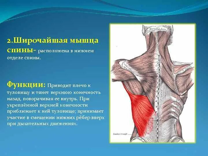 Трапециевидная функция. Широчайшая мышца спереди. Функция широчайшей мышцы спины. Широчайшая мышца спины функции прикрепления. Широчайшая мышца спины вид сбоку.