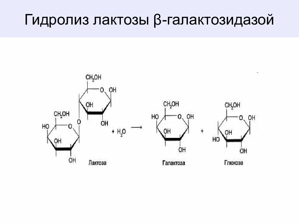 Гидролиз лактозы формула. Реакция гидролиза лактозы. Гидролиз лактозы уравнение реакции структурно. Схема реакции кислотного гидролиза лактозы.