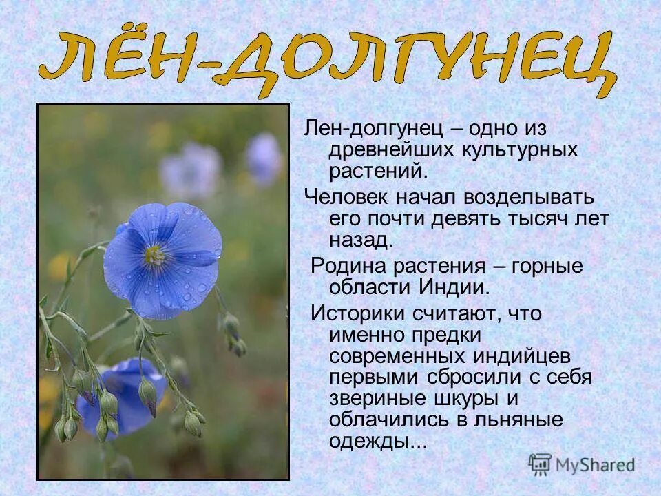 Лён растение. Лен растение значение. Лён растение описание. Лён растение. Лен растение значение.