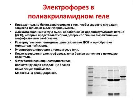 Этапы проведения гель электрофореза днк