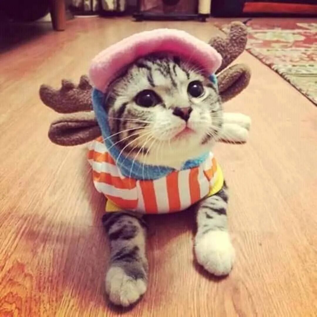 Милые котята с одеждой. Милые котики в одежде. милые коты в костюмах. милые котята в одежде. костюм милого кота.