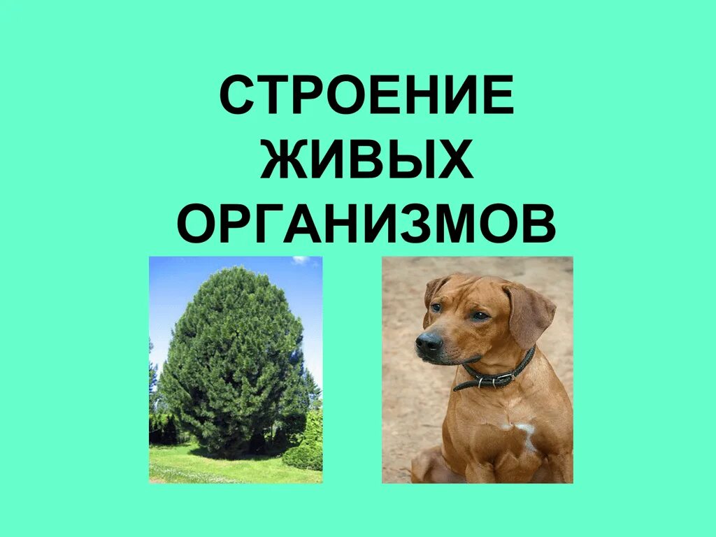 Что общего в строении живых. Строение всех живых организмов. что общего в строении всех живых организмов. что общего в строении всех живых организмов 5 класс. что общегов строениевсех живых организмов.