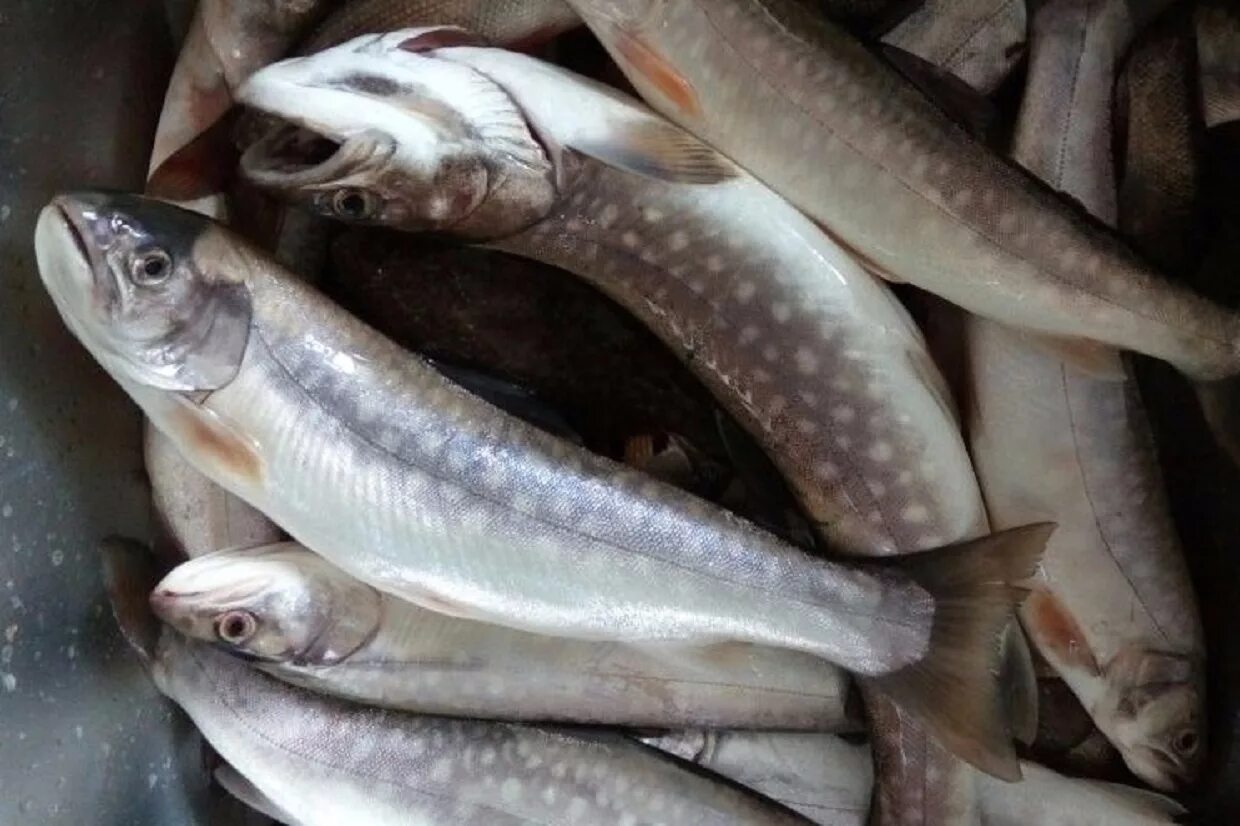 Лосось нерест дальний восток. Рыба дальнего востока. Лососевые рыбы дальнего востока. Рыбные ресурсы. Промысловые рыбы дальнего востока.