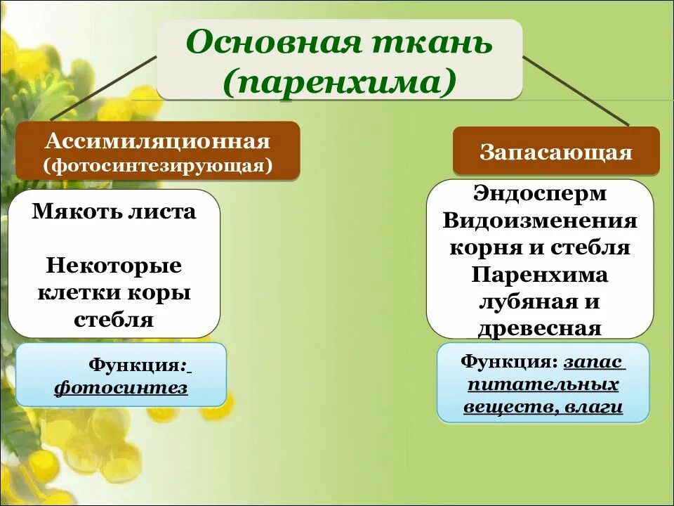 Функция ассимиляционной ткани. Ассимиляционная хлоренхима строение. Функция ассимиляционной ткани. Основная ткань растений ассимиляционная. Ассимиляционная ткань функции.
