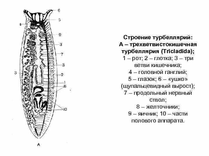 Сквозной кишечник у червей. Ресничные черви строение. Ресничные черви внешнее строение. Класс Ресничные черви строение. Внутреннее строение турбеллярий.