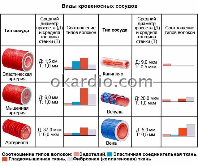 Диаметр кровеносных сосудов. Типы кровеснлсных соакдрв. Диаметр просвета сосудов. Изменение диаметра кровеносных сосудо.