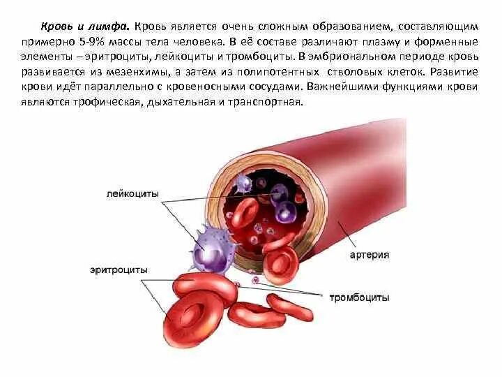 Эритроциты плазма лейкоциты лимфа. Эритроциты плазма лейкоциты лимфа. Эритроциты плазма лейкоциты лимфа. Кровь, плазма, лимфа,. Эритроциты плазма лейкоциты лимфа.