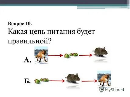 Пример цепи питания 3 класс
