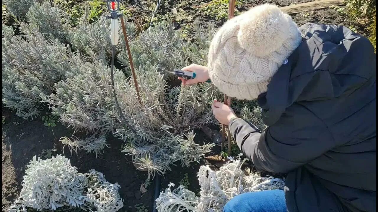 Обрезка лаванды весной когда делать. Обрезать куст лаванды. Надо ли обрезать лаванду. Подрезание лаванды. Куст Лаванда Старая.