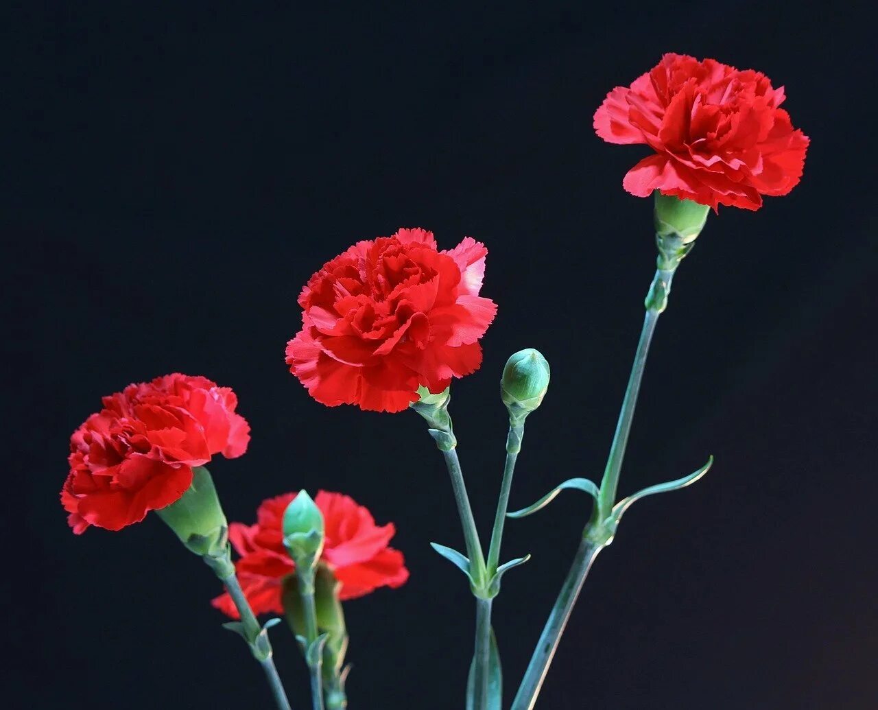 Фотографии гвоздики. Dianthus Red гвоздика. Carnation гвоздика красная. Clavel цветок. Цветы Clavel Rojo.