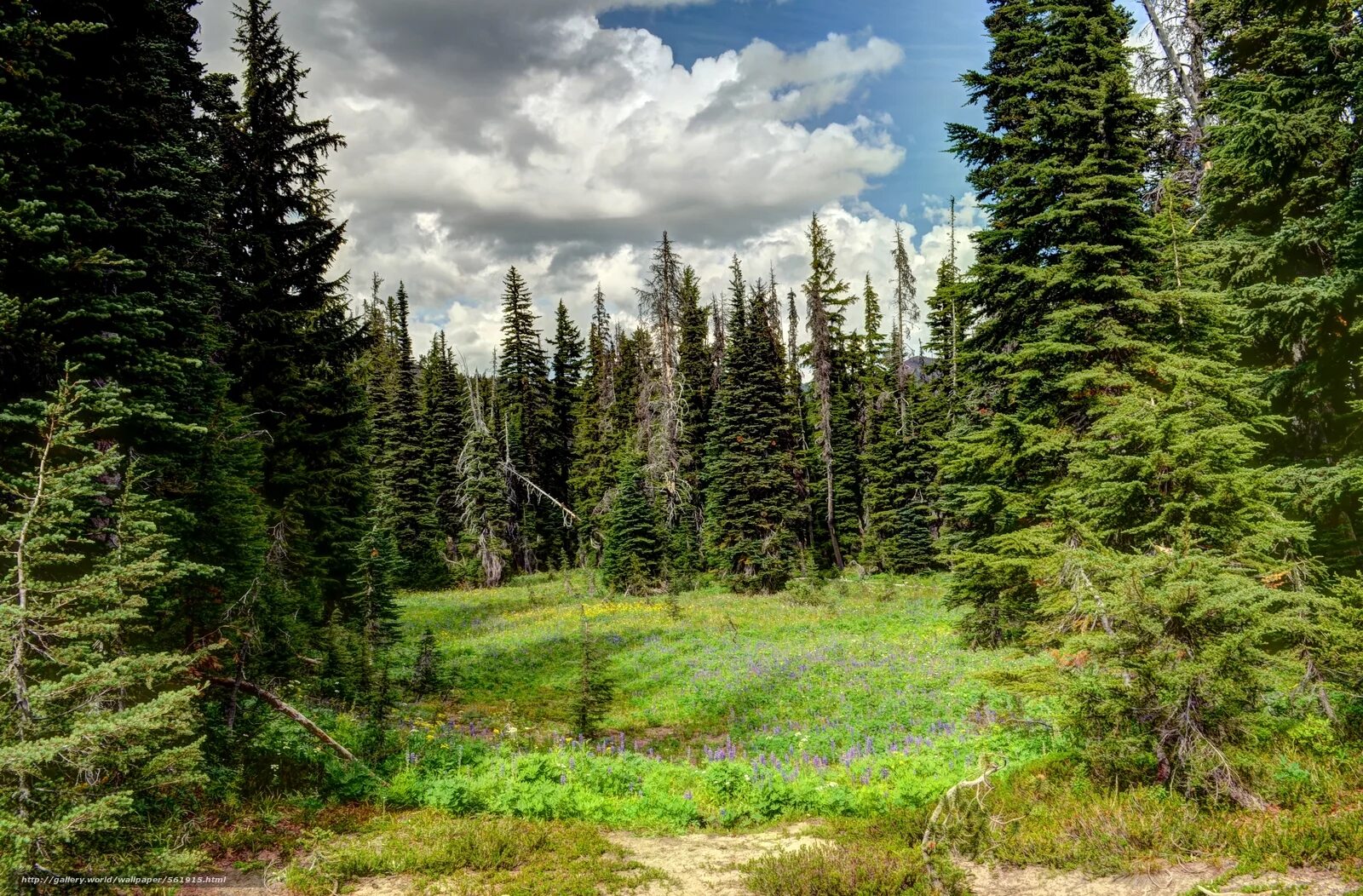 Ель сибирская темнохвойная. Южнотаёжные леса удмуртии. Еловый лес пример. Лопасненский еловый остров. Широколиственные леса лиственница.