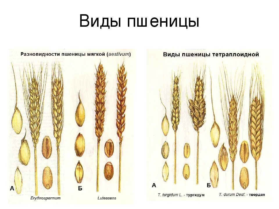 Персикум пшеница. Яровая пшеница мягкая и твердая. Пшеница мягкая озимая. Современные сорта пшеницы. Какие виды пшеницы вы знаете