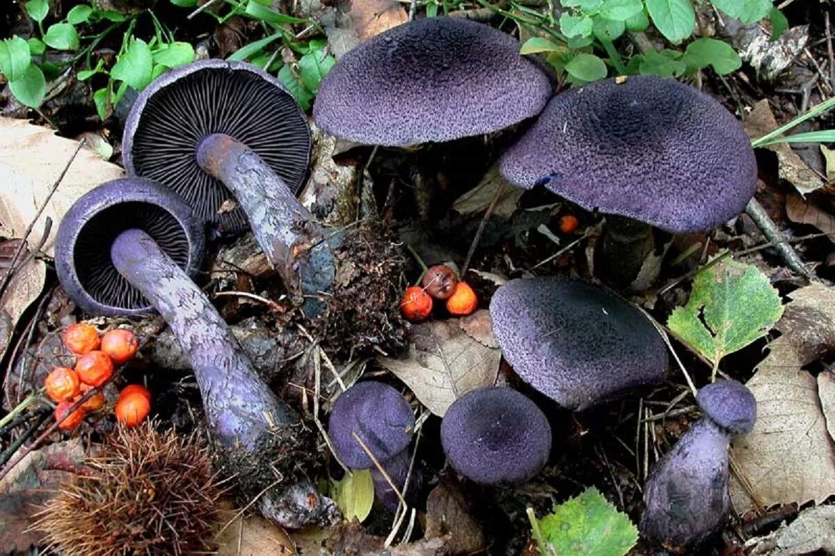 purple mushrooms Stuffed mushrooms, Mushroom pictures, Mushroom fungi