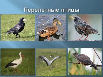 Голоса перелетных птиц