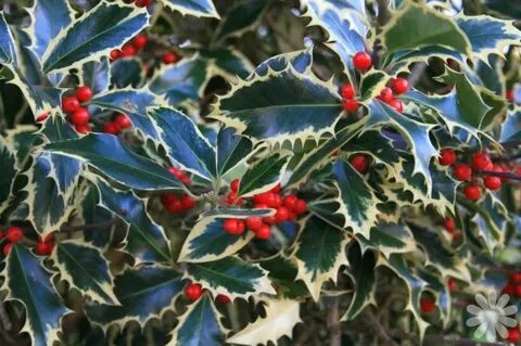 Ilex by