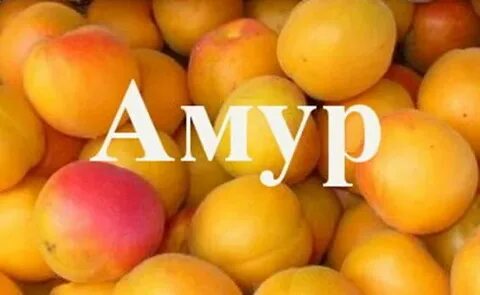 Абрикос амур отзывы
