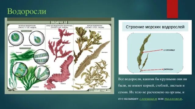 Подпишите название водорослей 7 класс. Строение слоевища водорослей. строение водоросли ламинарии. строение таллома ламинарии. строение водоросля.