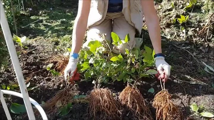 Клематис делением куста. Клематис рассадить. Клематис корневище. Можно ли летом пересадить