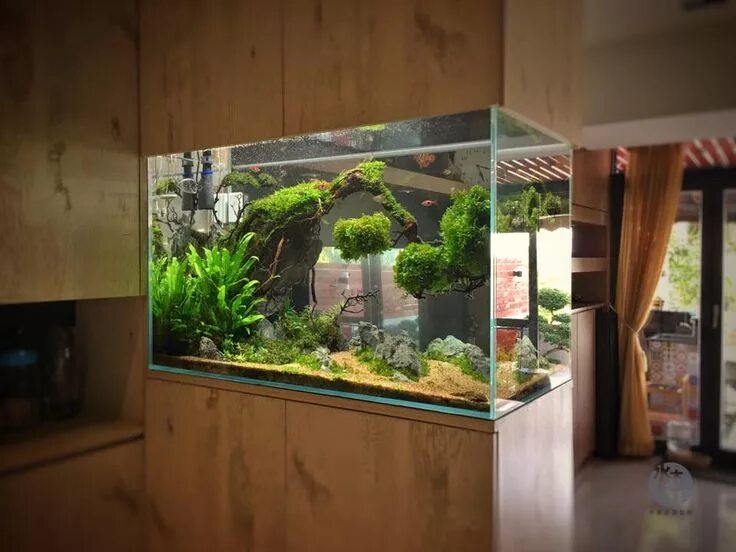 Image may contain: plant and indoor Aquascape, Freshwater aquarium, Aquarium