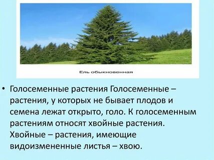 Почему растения называют голосеменными