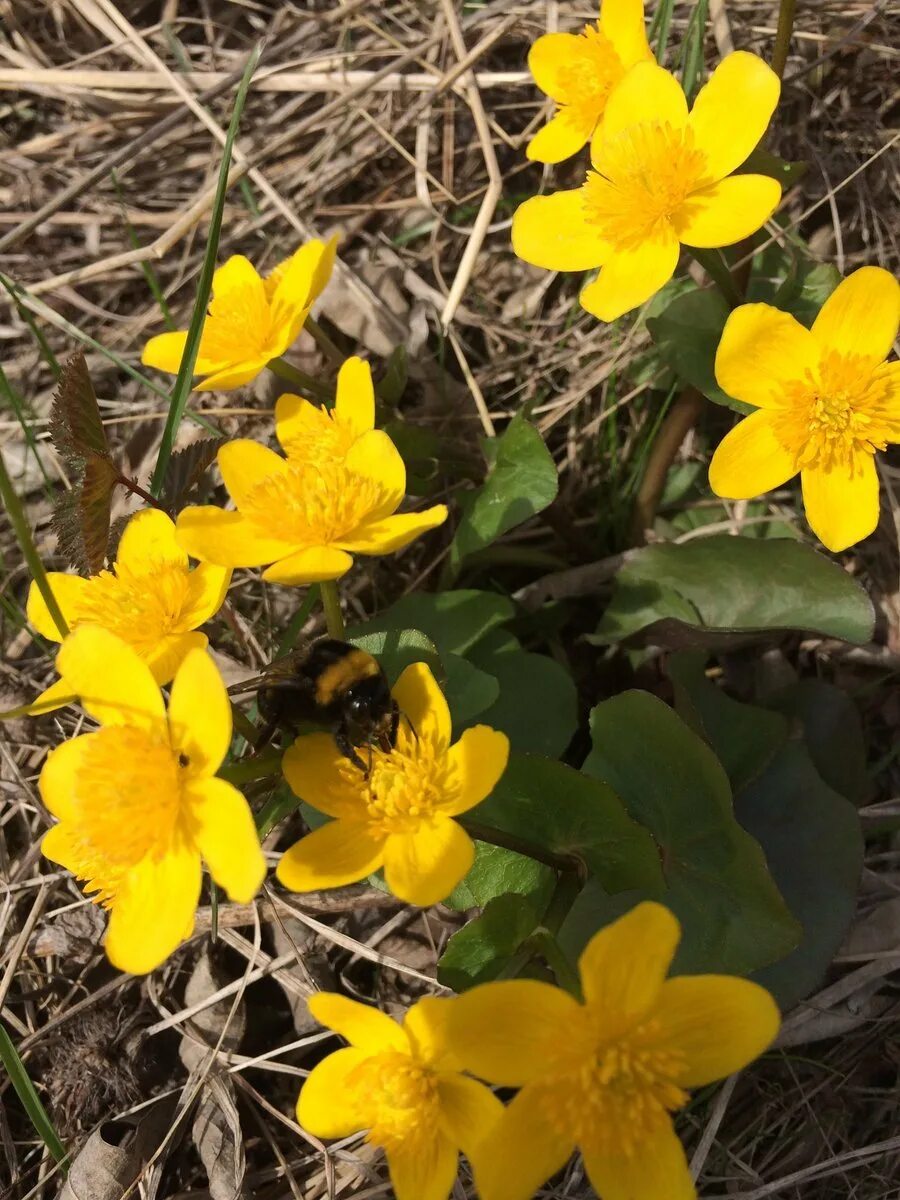 Ранние желтые цветы весной названия. .Coтрова Лесная жёлтые цветы. Желтые Лесные первоцветы. Весенние цветы Лесные желтые.