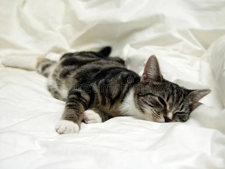 The cat is on the bed