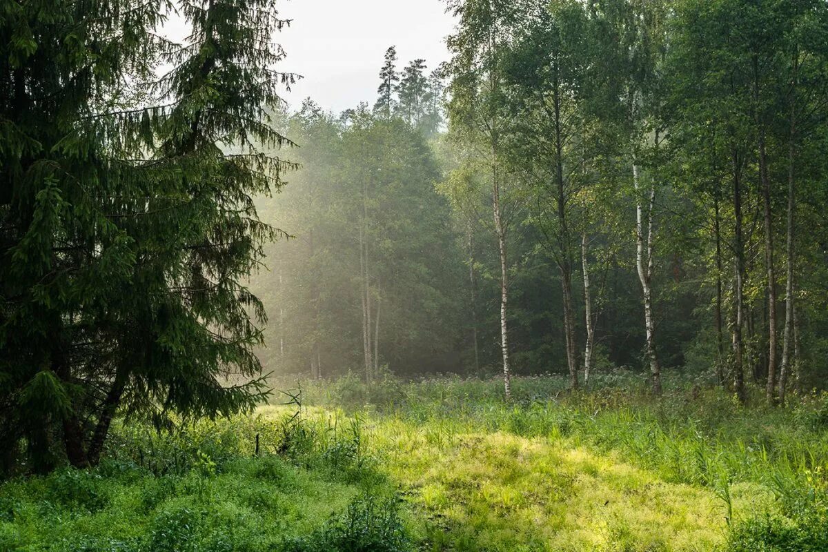 Луг юнец лес дождь. Смешанный уральский лес опушка. белоруссия лес опушка. смешанный лес опушки поляны.